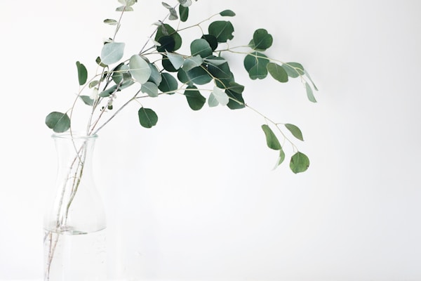 Plants